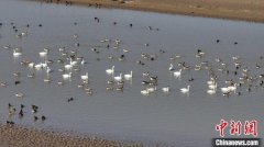 kaiyun体育 山河如画丨山西永济：数万只候鸟飞抵黄河湿地越冬