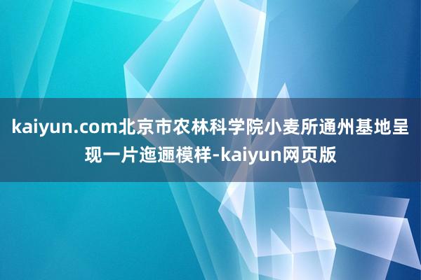 kaiyun.com北京市农林科学院小麦所通州基地呈现一片迤逦模样-kaiyun网页版